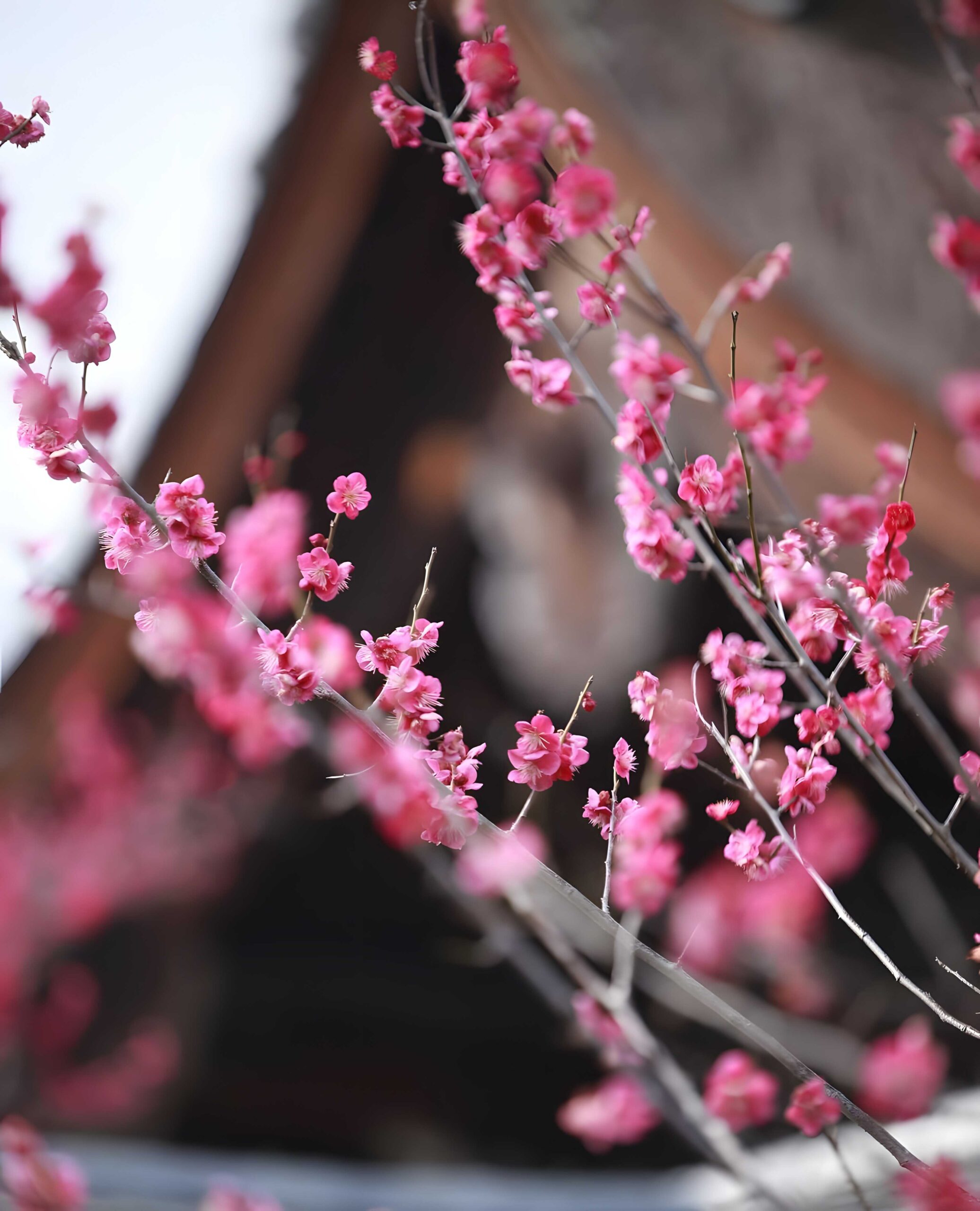 情绪空间-隐僻庭院中的禅意居所：安缦京都 Aman Kyoto