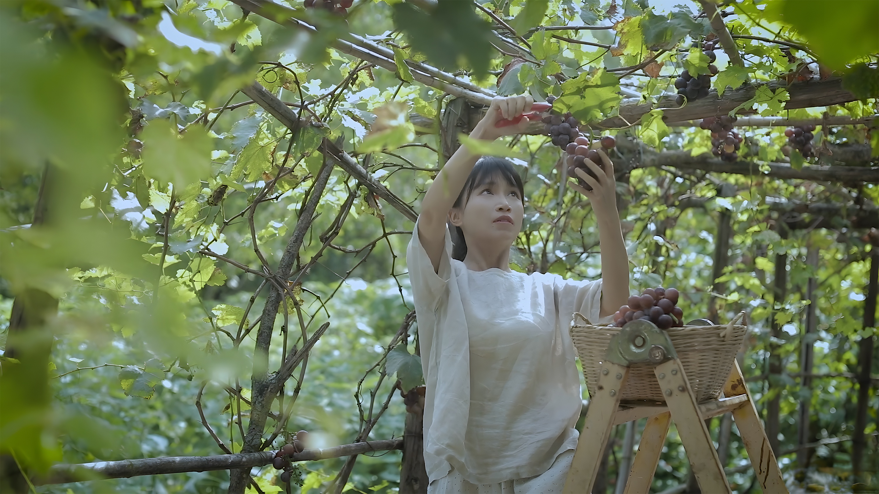 李子柒的田园秘境：诗意生活，众人向往